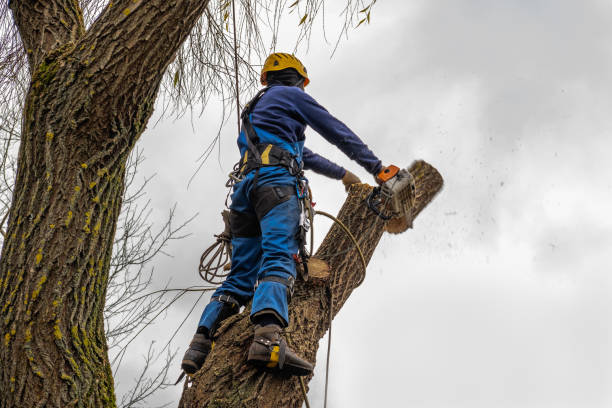 Why Choose Our Tree Removal Services in East Merrimack, NH?